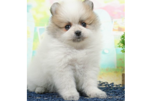 成約済の千葉県のポメラニアン-219705の1枚目